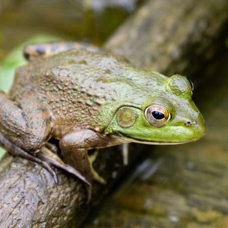 bullfrog