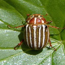 june beetle