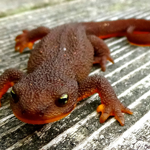newt