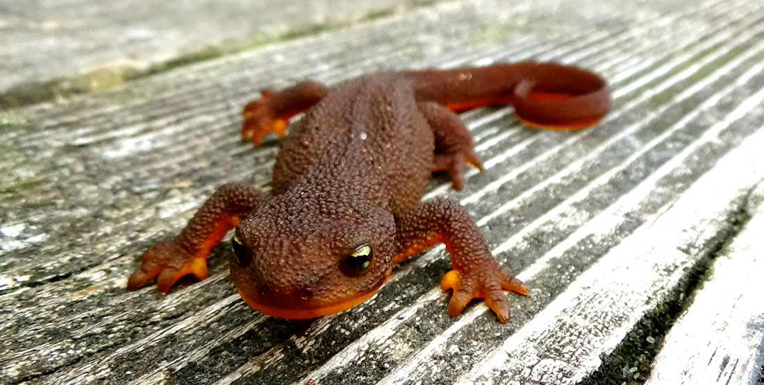 roughskin newt
