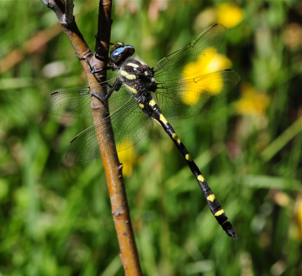 pacific spike tail dragonfly