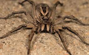 wolf spider
